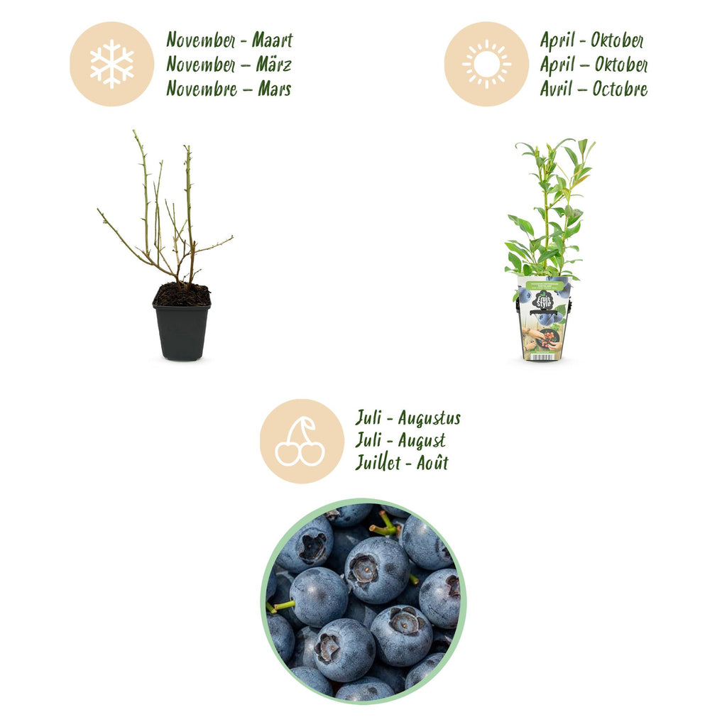 Fruitplanten - Blauwe Bes - Vaccinium corymbossum Northland - Winterhard - 3 Planten -Pot 9 cm - Blauwe Bes