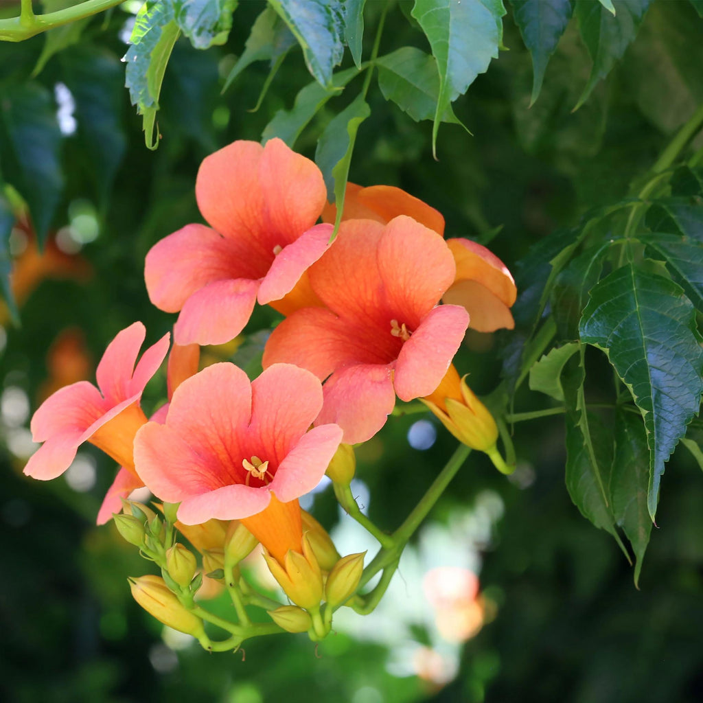Trompetbloem - Campsis radicans Madame Galen - Bloem Oranje - Weinig onderhoud - 2 planten - Pot 11cm Hoogte 40cm