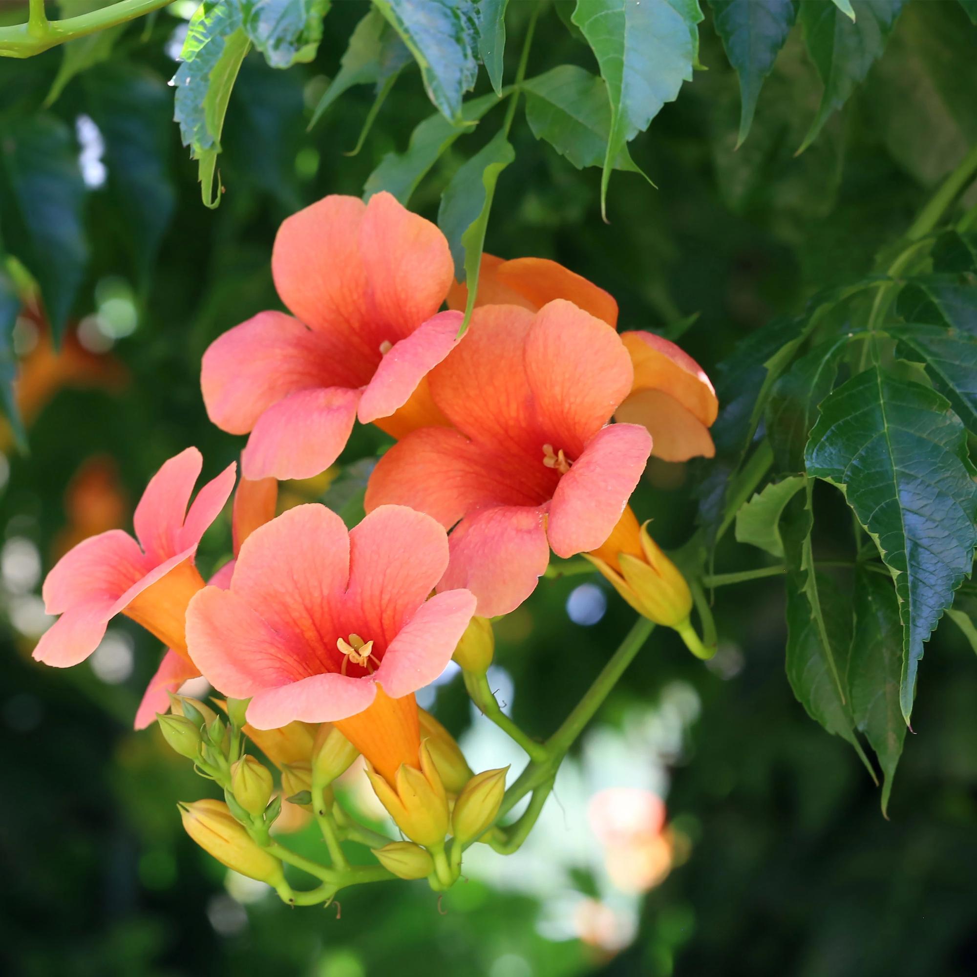 Trompetbloem - Campsis radicans Madame Galen - Bloem Oranje - Weinig onderhoud - 2 planten - Pot 11cm Hoogte 40cm