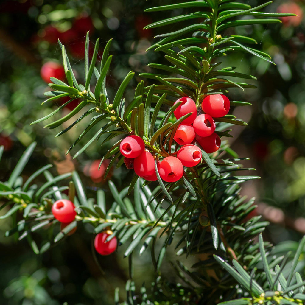 Haagplanten - Taxus baccata - blad groen - 6 planten - 1 strekkende meter - groenblijvend - pot 17cm hoogte 60cm
