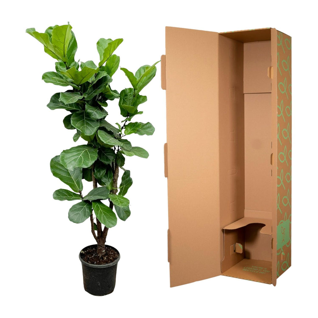 Ficus Lyrata vertakt - 150cm - ⌀24-27