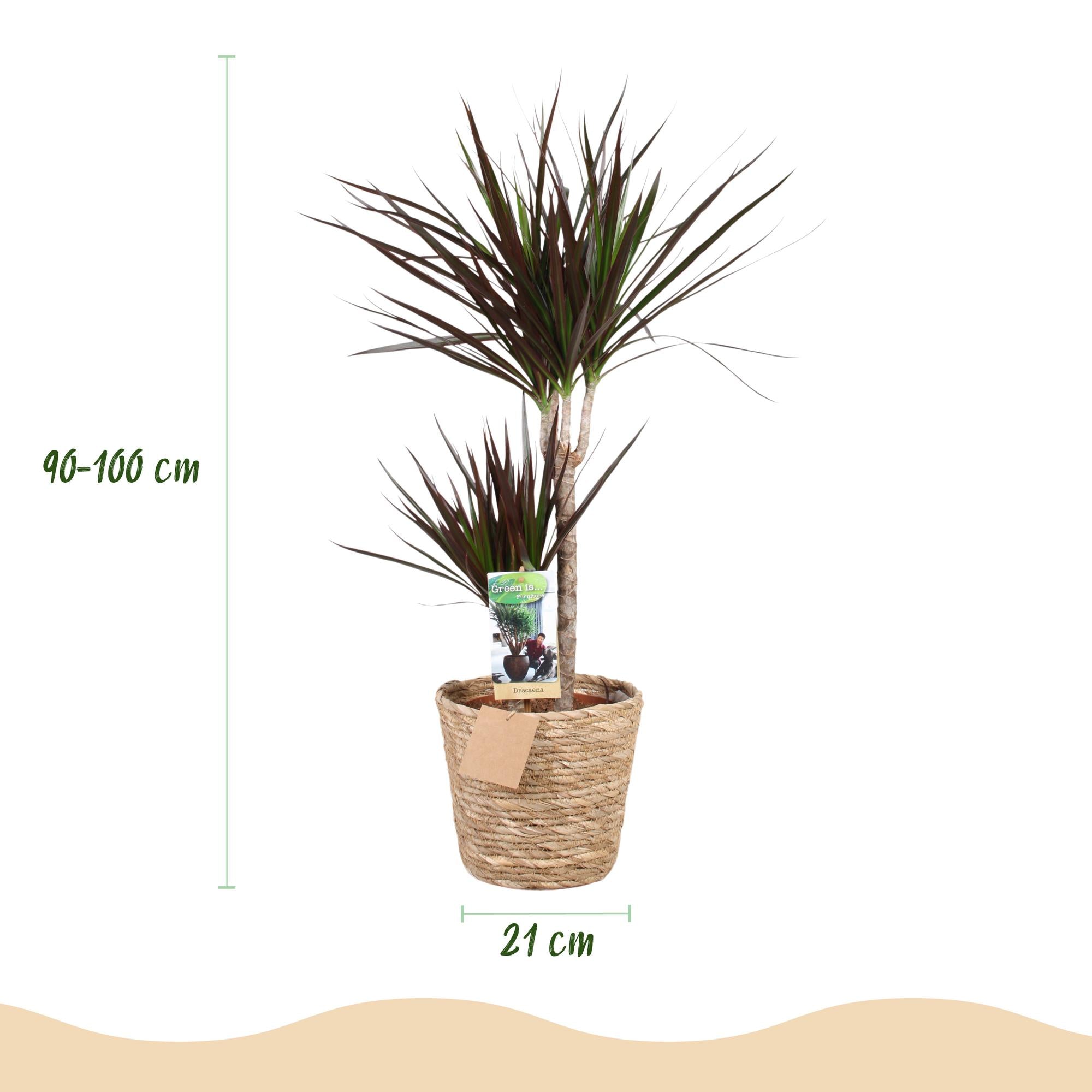Green is... Kamerplanten - Dracaena Magenta - Drakenbloedboom - Weinig onderhoud - met mand - Groen - 1 Plant - Pot 21cm - Hoogte 90-100cm