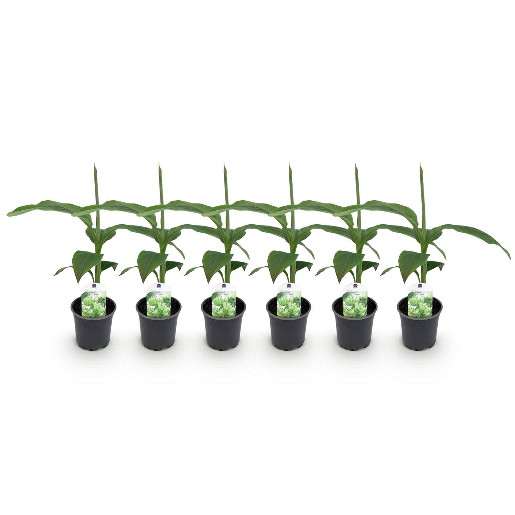 Fruitplant - Bananen plant - Musa Basjoo - Winterhard - 6 planten - Pot 12cm Hoogte 30cm