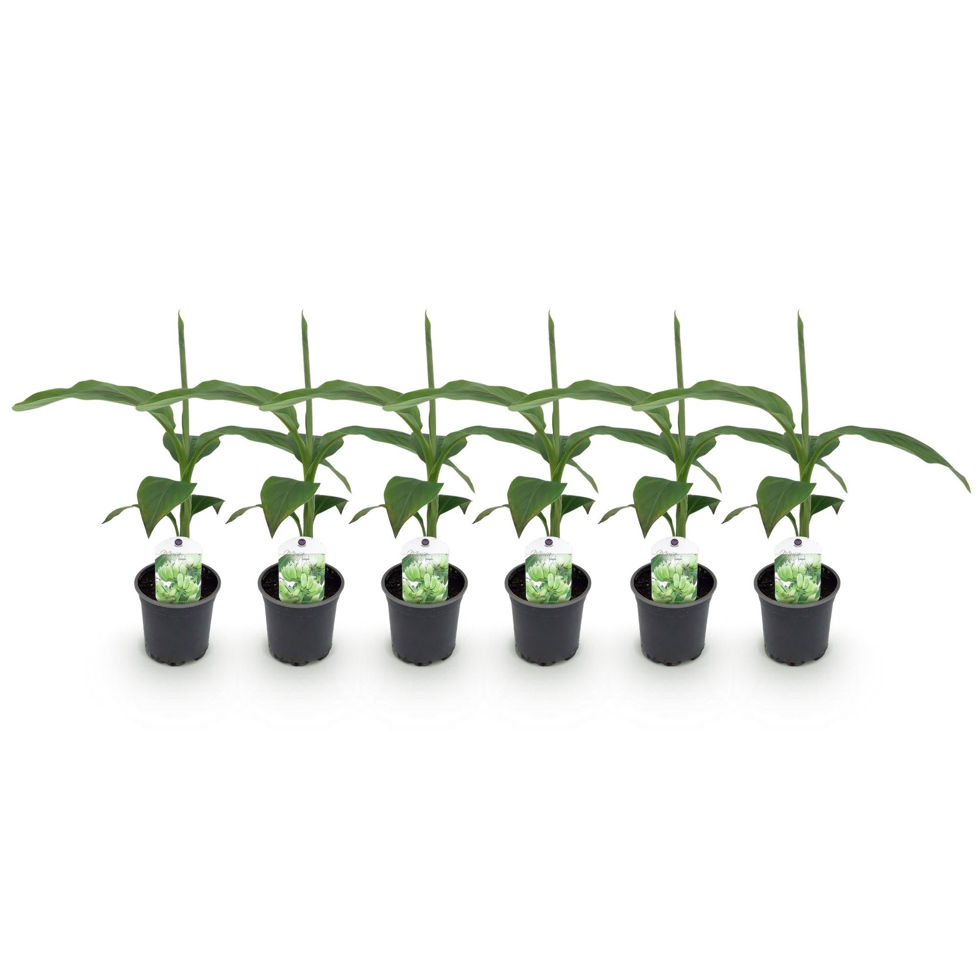 Fruitplant - Bananen plant - Musa Basjoo - Winterhard - 6 planten - Pot 12cm Hoogte 30cm