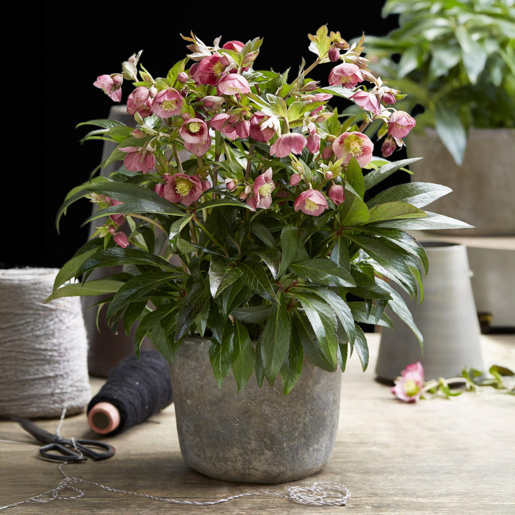 Tuinplant - Lenten Rose - Helleborus Dacaya - Roze Bloem - Groenblijvend - Pot 19cm Hoogte 50cm