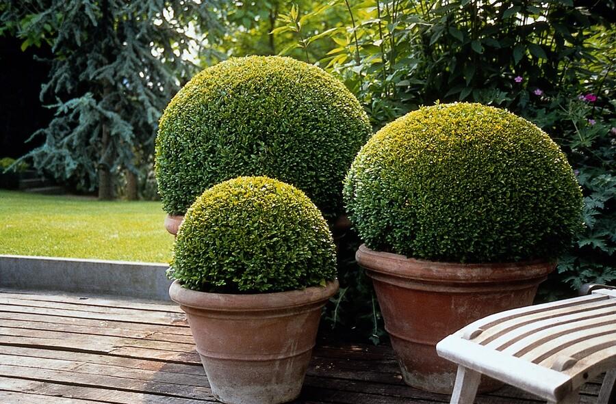6x Buxus Sempervirens - ↕10-25cm - Ø9cm