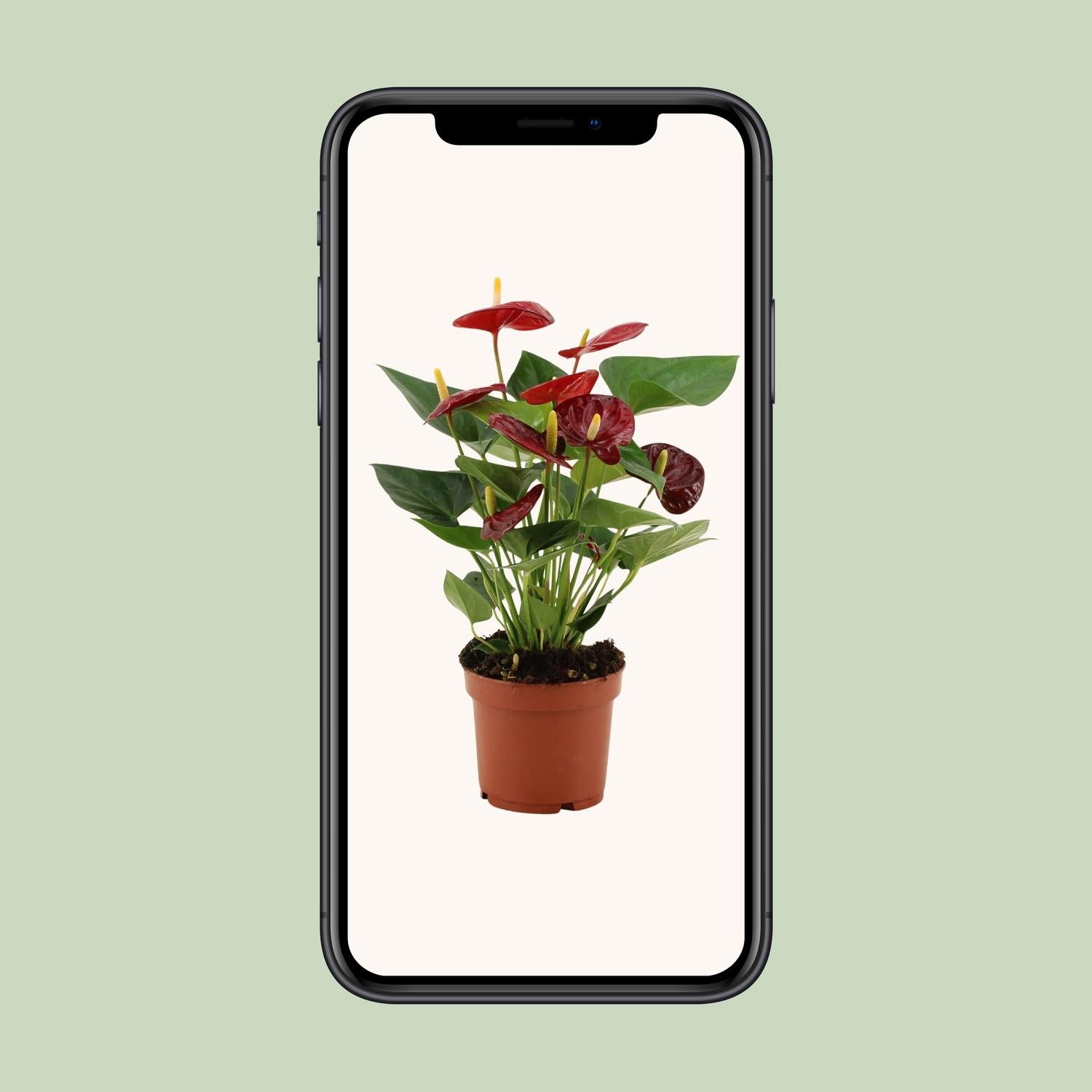 Anthurium Calon In Transparant Sleeve - Ø12cm - ↕36cm