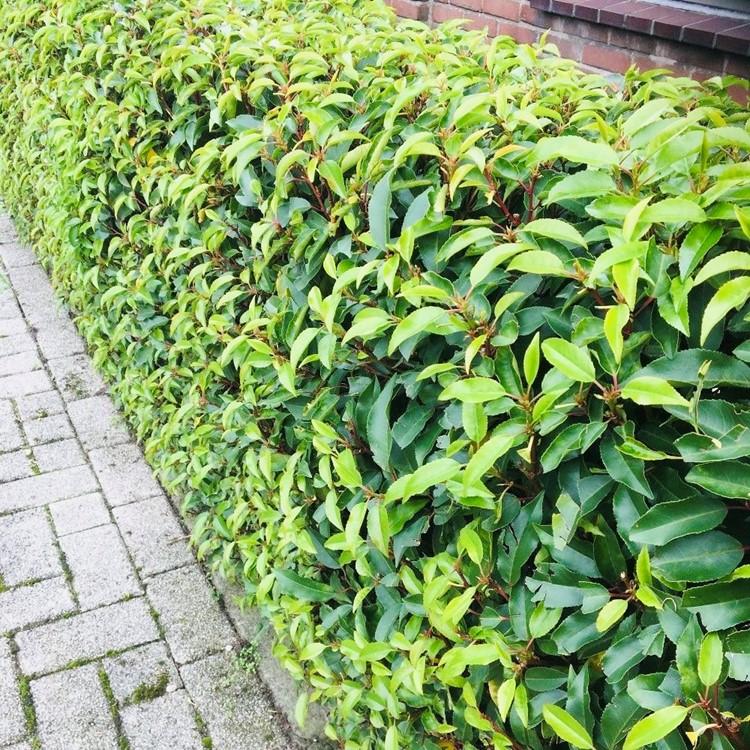 Haagplanten - Prunus lusitanica Angustifolia - blad groen - 6 planten - 1 strekkende meter - groenblijvend - pot 17cm hoogte 50cm