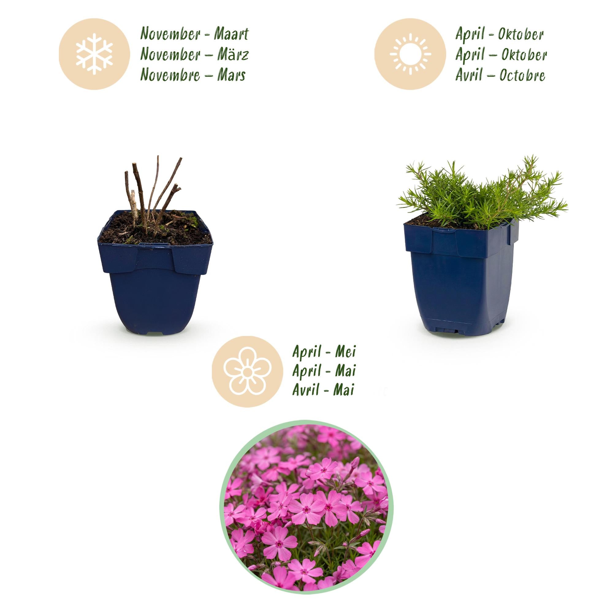 Vasteplant - Phlox MacDaniel's Cushion - Vlambloem - Bodembedekkend - Donker Roze - 24 Planten - Pot 11cm - Hoogte 15-25cm