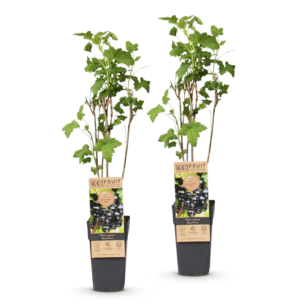Fruitplant - Ribes nigrum Ben Nevis - Bessenplant - Winterhard - Zwarte Bes - 2 Planten - Pot 15cm - Hoogte 50cm