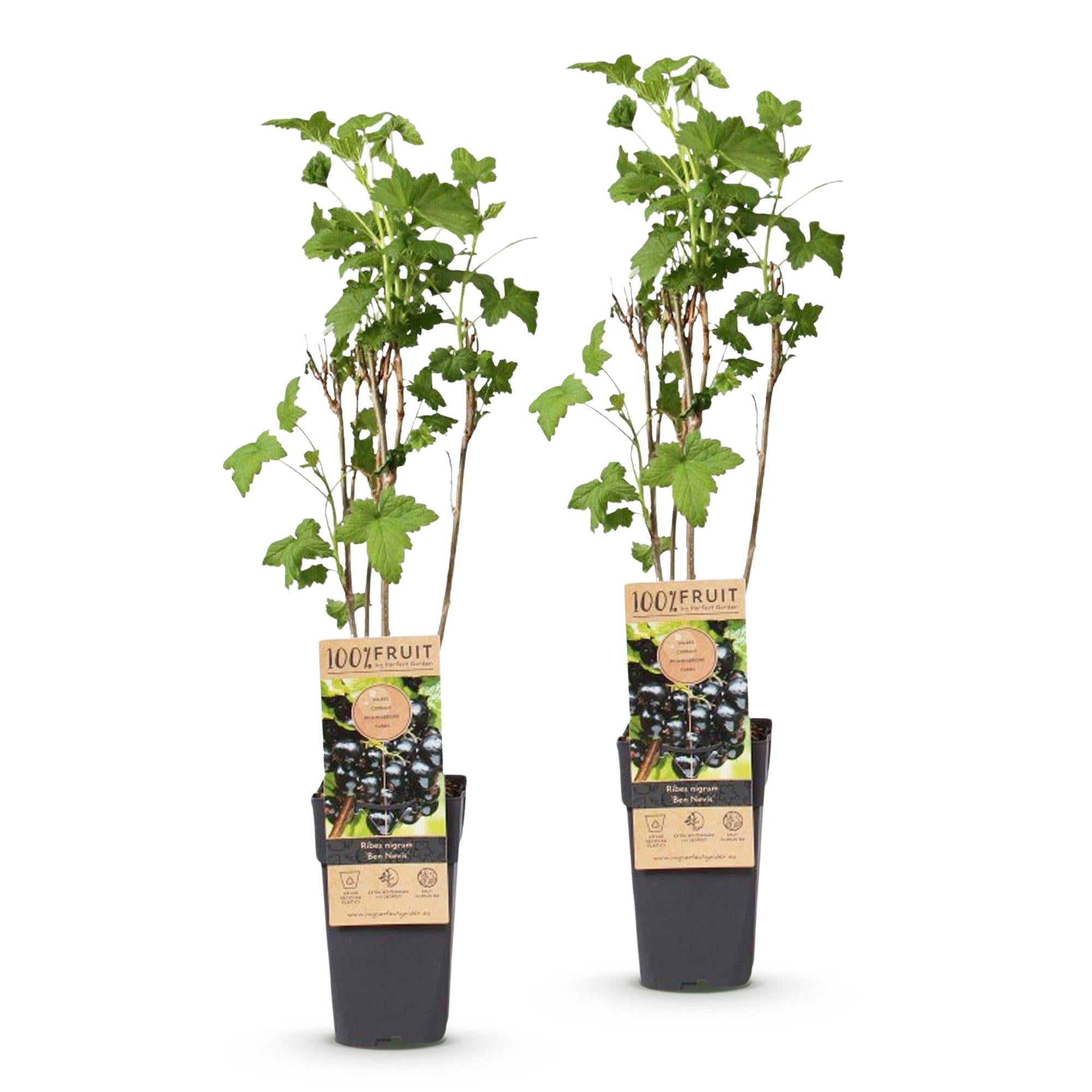 Fruitplant - Ribes nigrum Ben Nevis - Bessenplant - Winterhard - Zwarte Bes - 2 Planten - Pot 15cm - Hoogte 50cm