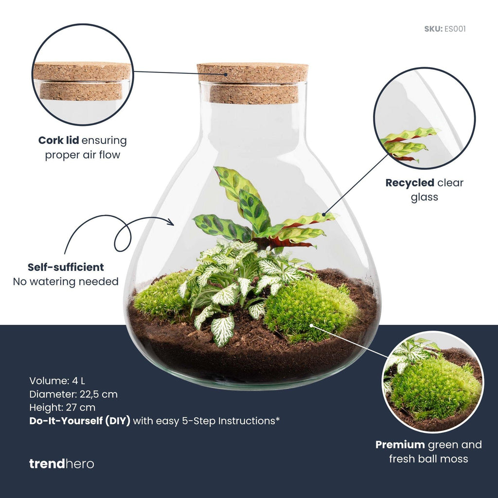 DIY terrarium - Sammie Calathea - ↕ 27 cm - Rake + Shovel