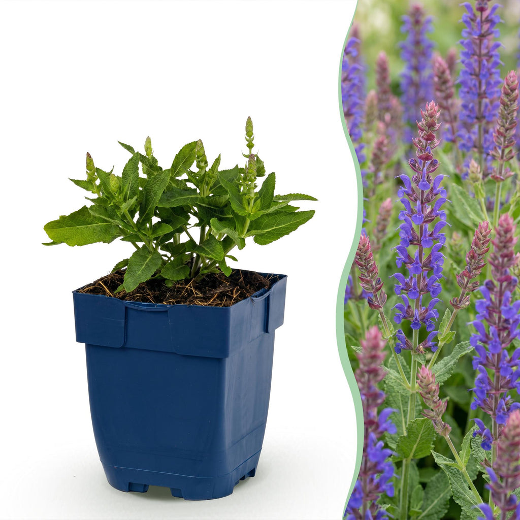 Vasteplant - Salvia nem. Sense Deepl Blue - Salie - Bijen en Vlinderlokkers - Paars - 3 Planten - Pot 11cm - Hoogte 15-25cm