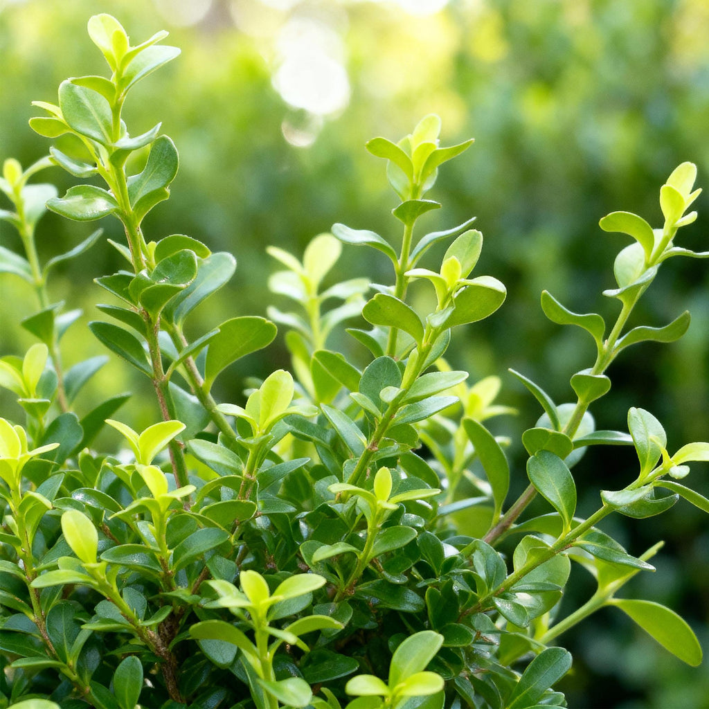 Buxus Haag - BetterBuxus Babylon Beauty - Resistant tegen de Buxus Schimmel - 14 planten - 2 strekkende meter - pot 10,5cm hoogte 25-30