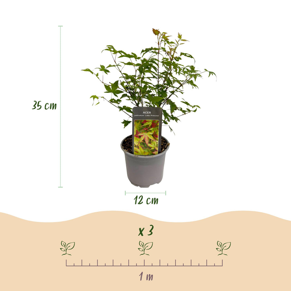 Tuinplant - Acer palmatum Little Princess - Groen - 1 Plant - Bladverliezend - Weinig Onderhoud - Pot 12cm Hoogte 35cm