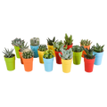 Cactus en vetplanten mix 5.5 cm | 15 stuks - in gekleurde plasticpot