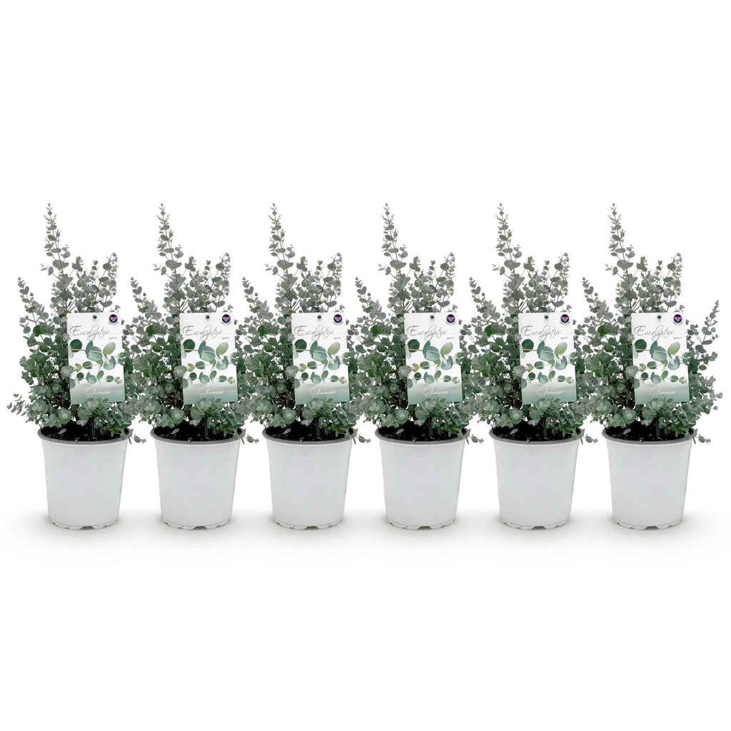 Terrasplant - Eucalyptus boom - Eucalyptus gunni  - Grijs - 6 Planten - Winterhard - Pot 17cm Hoogte 40cm