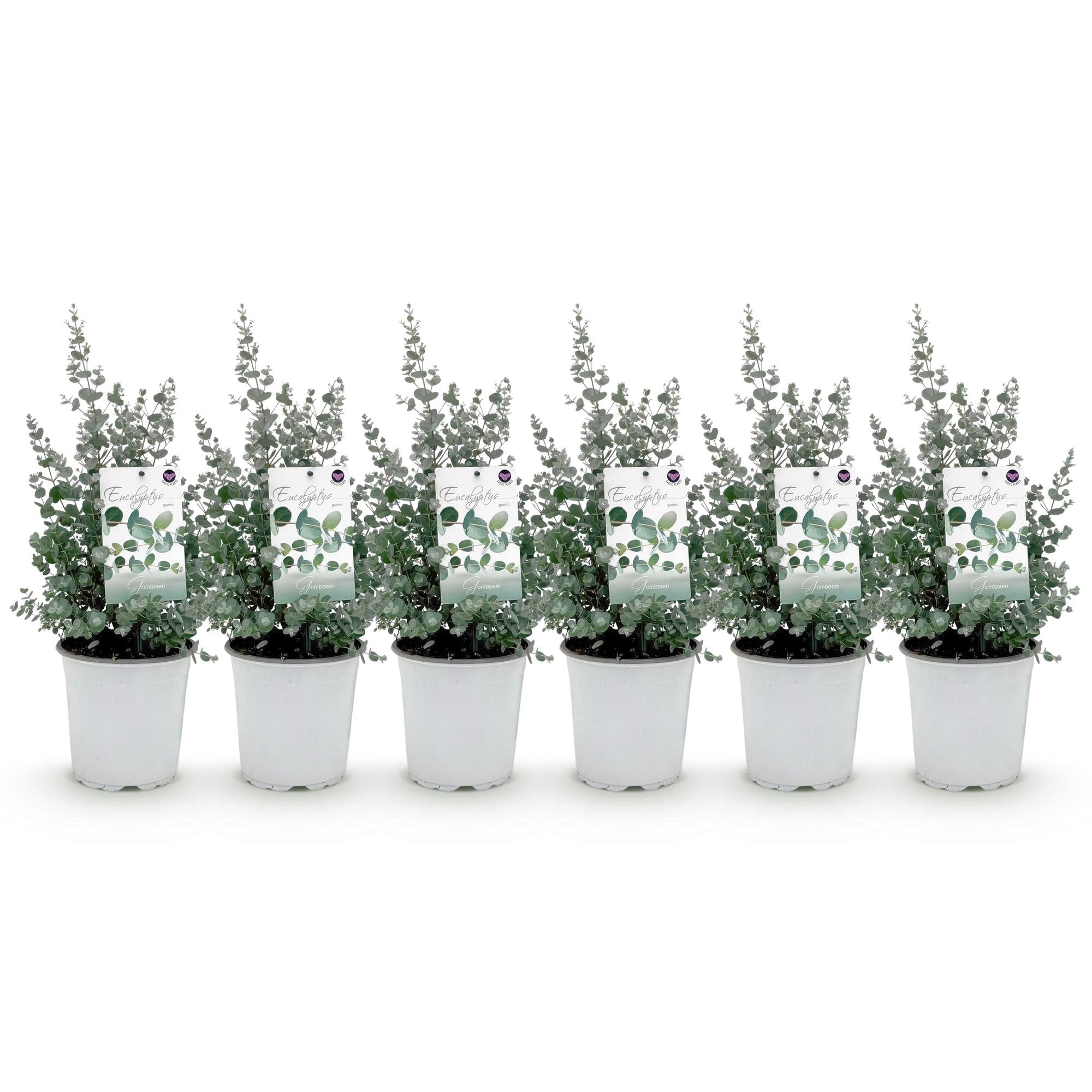 Terrasplant - Eucalyptus boom - Eucalyptus gunni  - Grijs - 6 Planten - Winterhard - Pot 17cm Hoogte 40cm