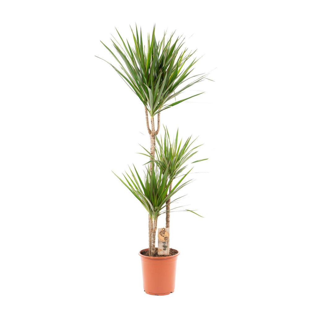 Dracaena Marginata - Ø21cm - ↕110cm