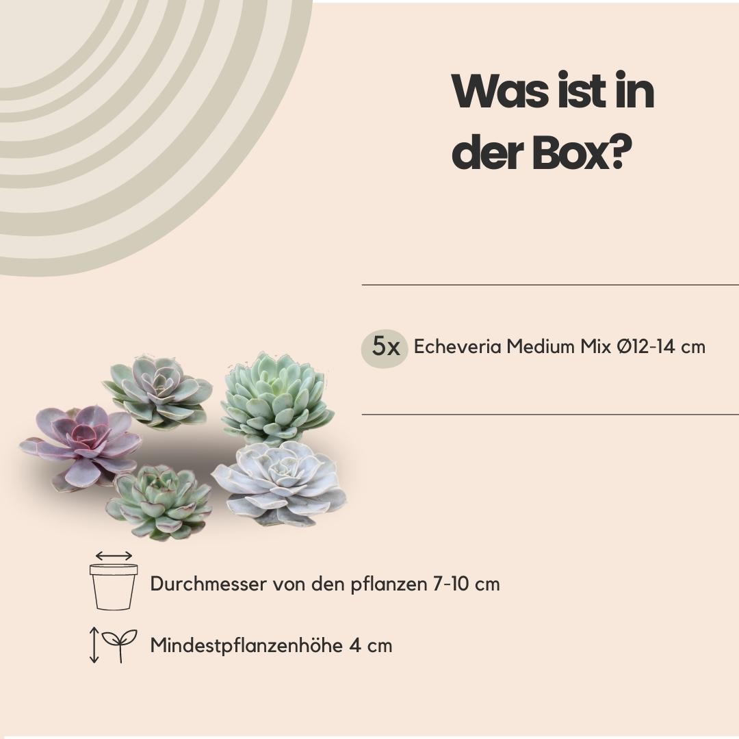 ROOTLESS Echeveria Medium Mix GIY Box