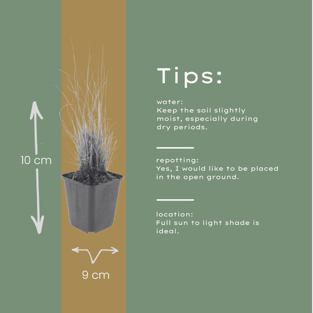 60x Calamagrostis brachytricha - ↕10-25cm - Ø9cm