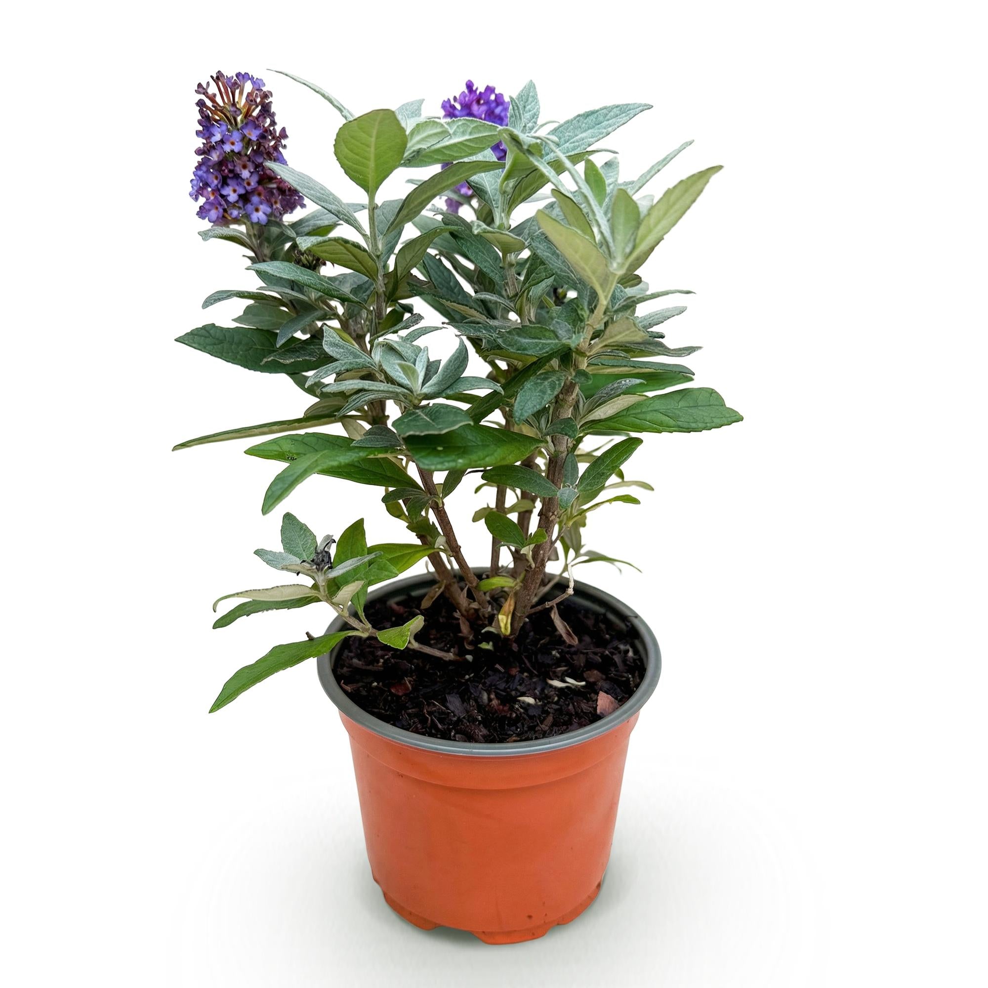 Tuinplant - Buddleja davidii Butterfly Candy Little Lila - Vlinderstruik - Compact - Lila - 1 Plant - Pot 12cm - Hoogte 20-25cm