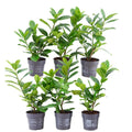 Plants by Frank - 1 meter Laurierkers haag - Prunus laurocerasus 'Novita' - Set van 6 winterharde haagplanten - Groenblijvende haag - Vers van de kwekerij geleverd