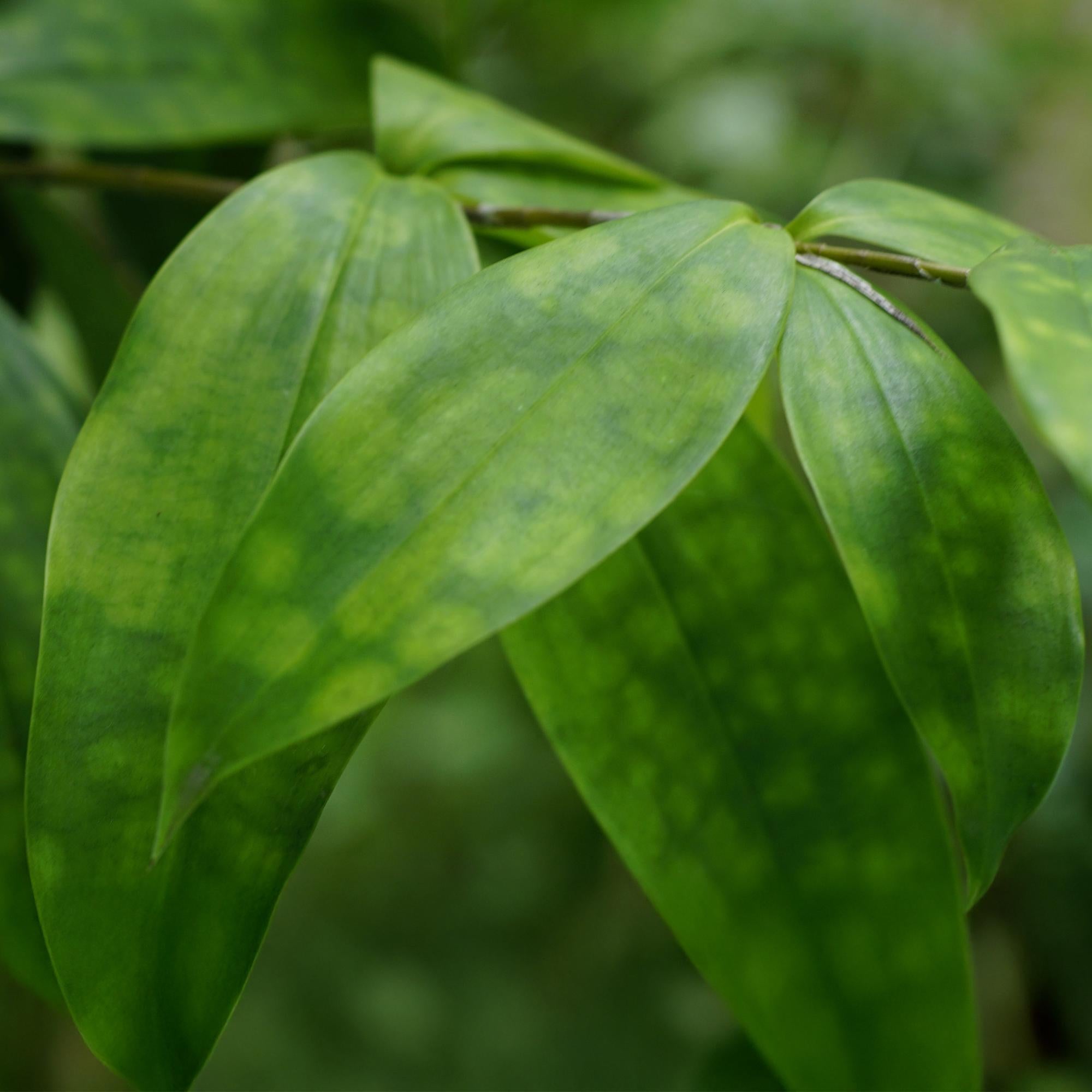 Green is... Kamerplanten - Dracaena surculosa - Drakenbloedboom - Weinig onderhoud - Groen - 2 Planten - Pot 17cm - Hoogte 60-70cm