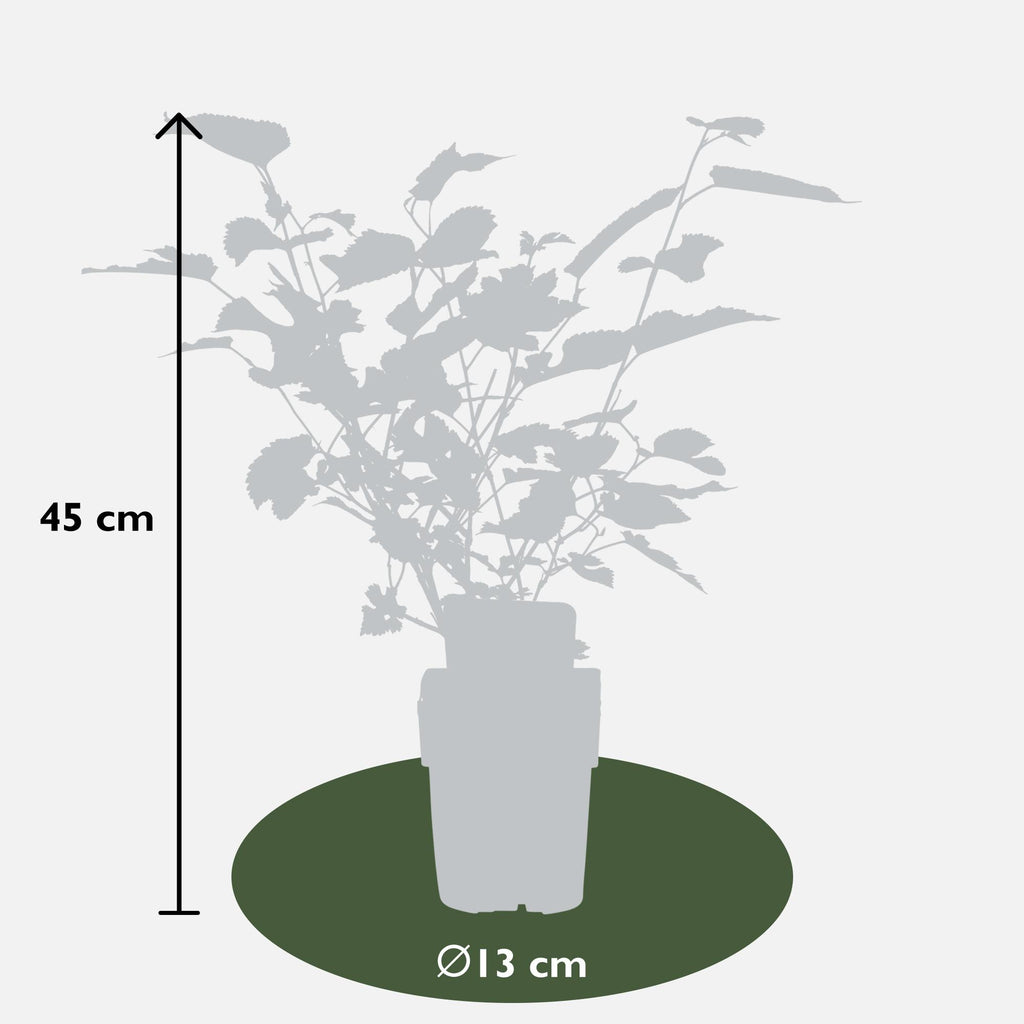 Morus nigra Mulle - Ø13cm - ↕45cm