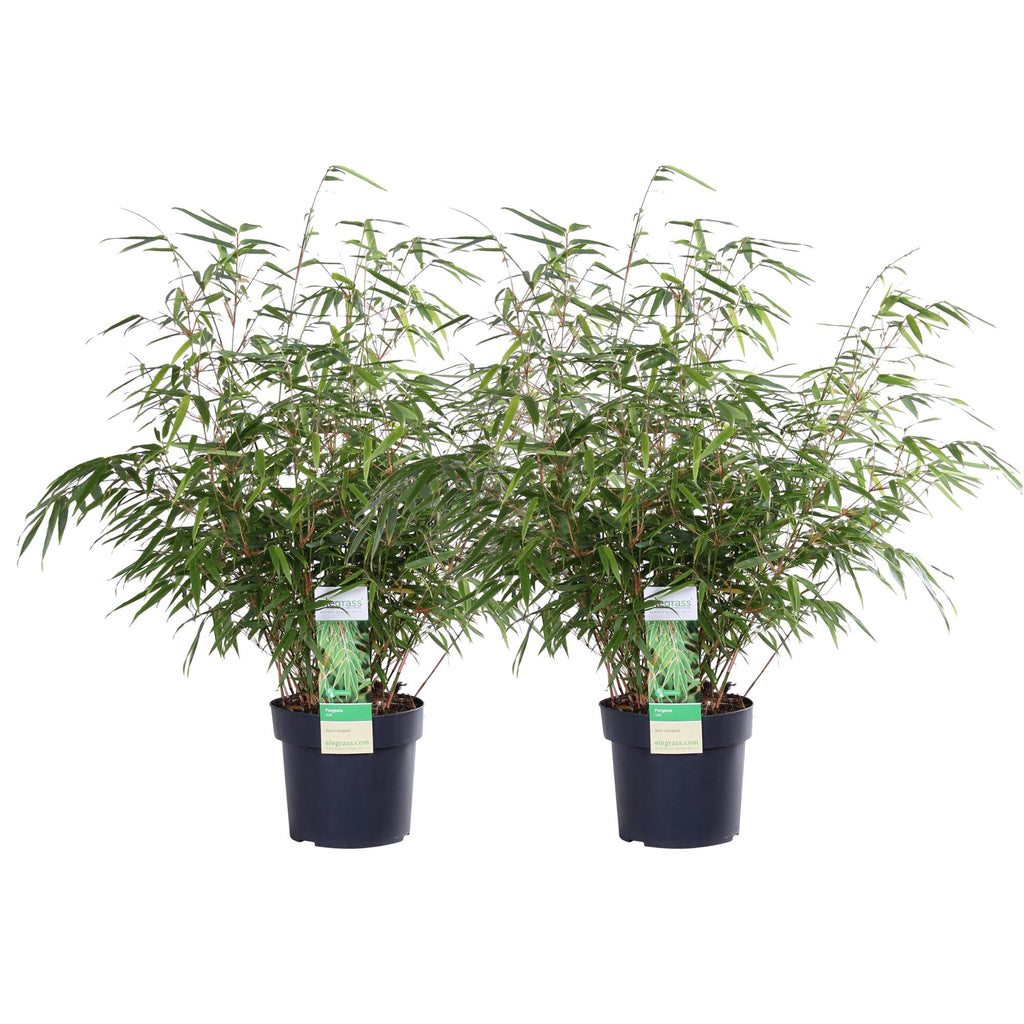 2x Fargesia rufa - ↨60cm - Ø19