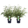 2x Fargesia rufa - ↨60cm - Ø19