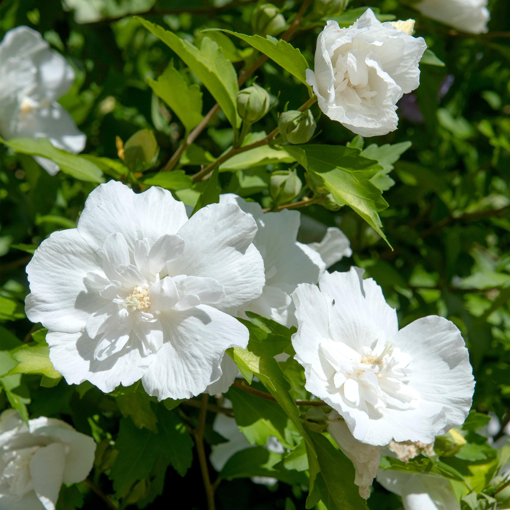 Plant op Stam - Hibiscus syriacus White Chiffon® - Terras Plant - Bladverliezend - Winterhard - Witte Bloem - Pot 19cm Hoogte 90cm