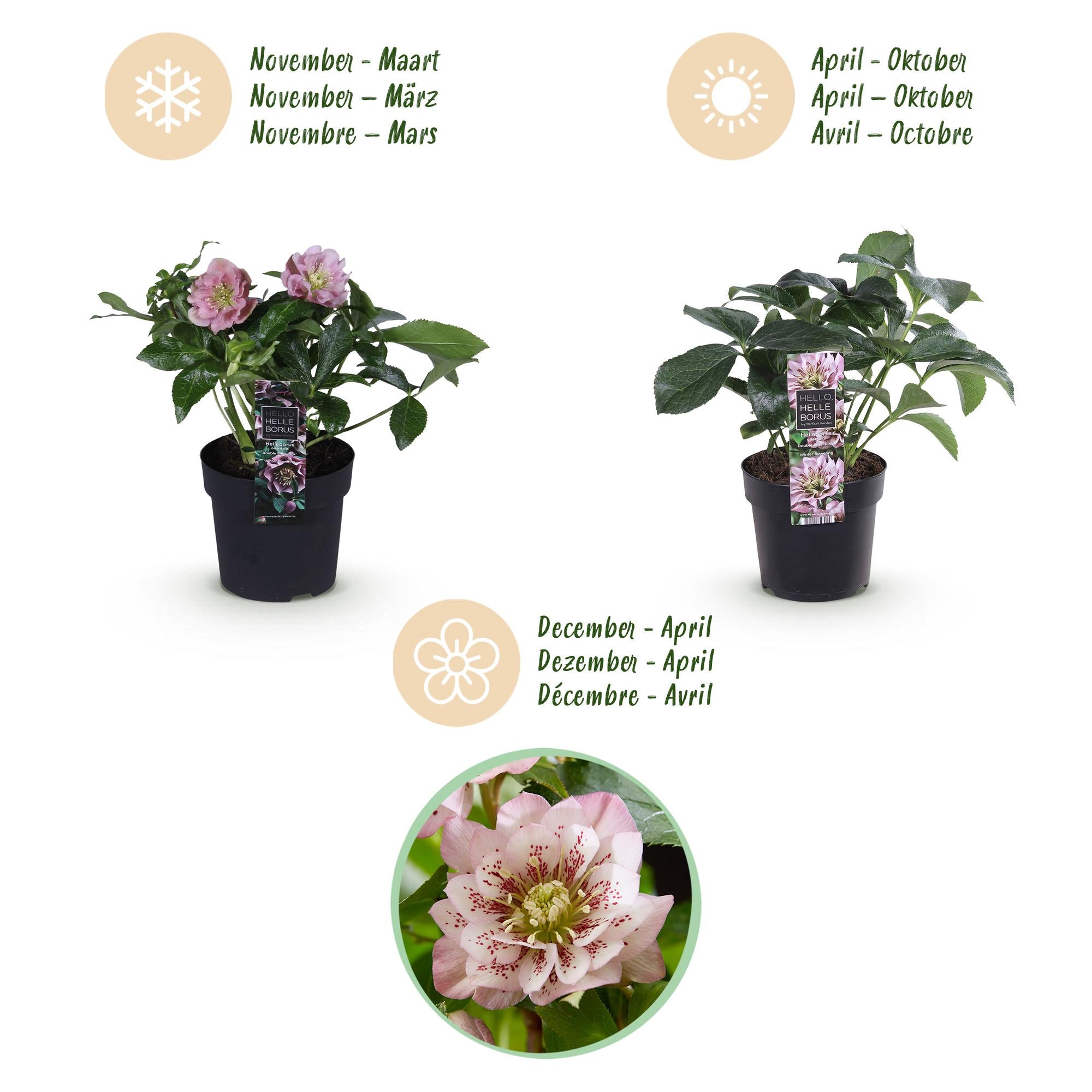 Tuinplant - Lenten Rose - Helleborus orientalis Double Tricolour - Roze - Rode - Witte Bloem -3 Planten - Groenblijvend - Pot 14cm Hoogte 35cm