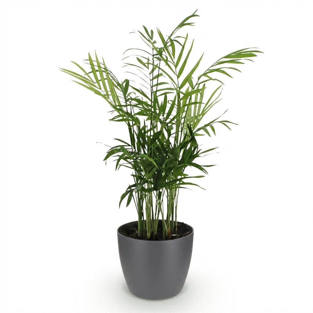 Kamerplant - Chamaedorea elegans - Goudpalm - Huisdiervriendelijke Plant - Groen - 1 Plant - met Potter Grijs - Pot 12cm - Hoogte 15cm