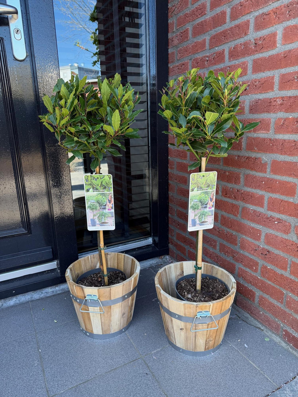 Plant op Stam - Laurus nobilis - Terras Plant - Bladhoudend - Winterhard - Groen Blad - Pot 19cm Hoogte 90cm