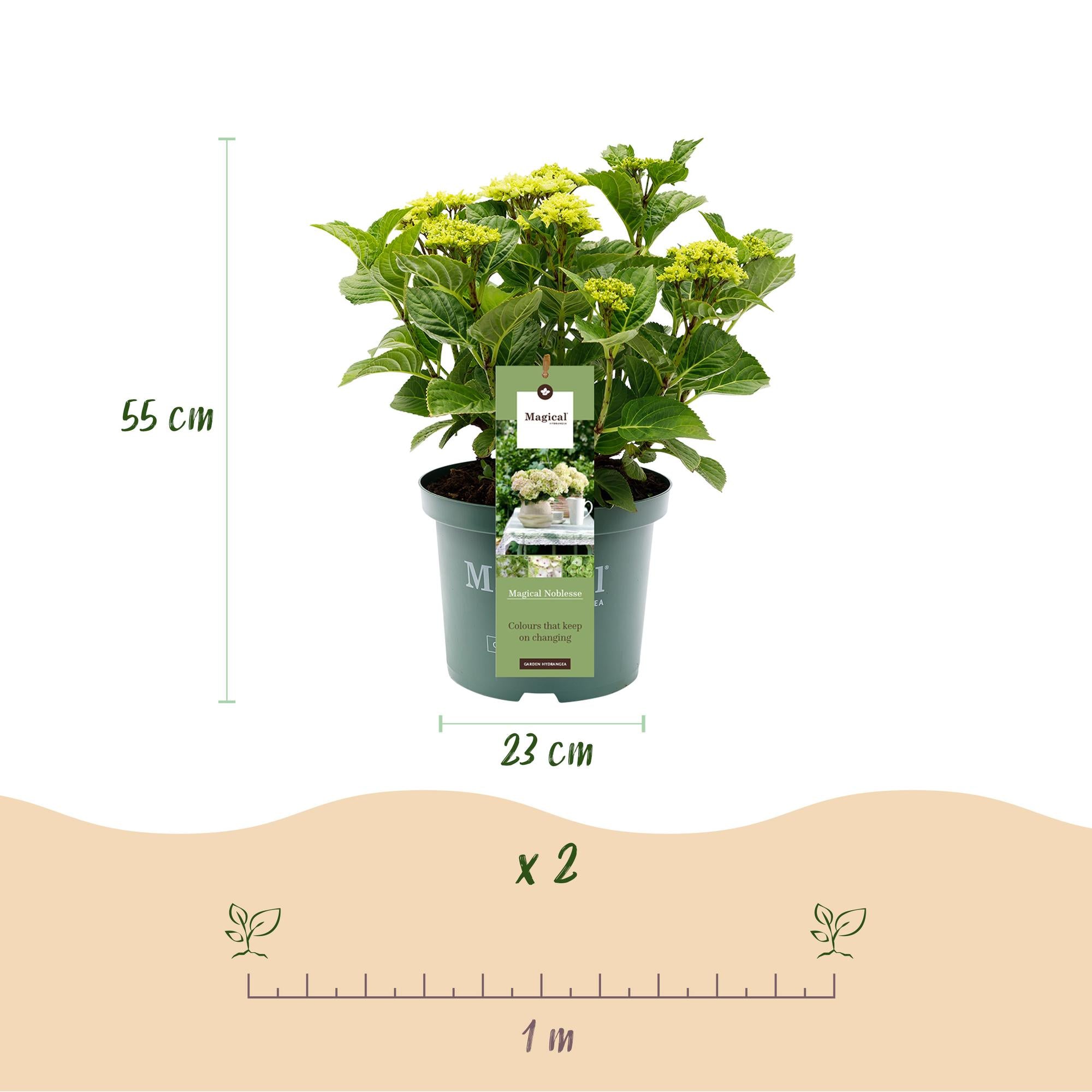 Terrasplant - Hortensia - Hydrangea Magical Nobless - Wit - 6-10 Bloemen - 2 Planten - Pot 23cm Hoogte 55cm