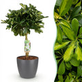 Kamerplanten - Schefflera Gold Capelle - Vingerboom - Weinig onderhoud - Groen - goud - 1 Plant - met Potter Grijs - Pot 21cm - Hoogte 70-80cm