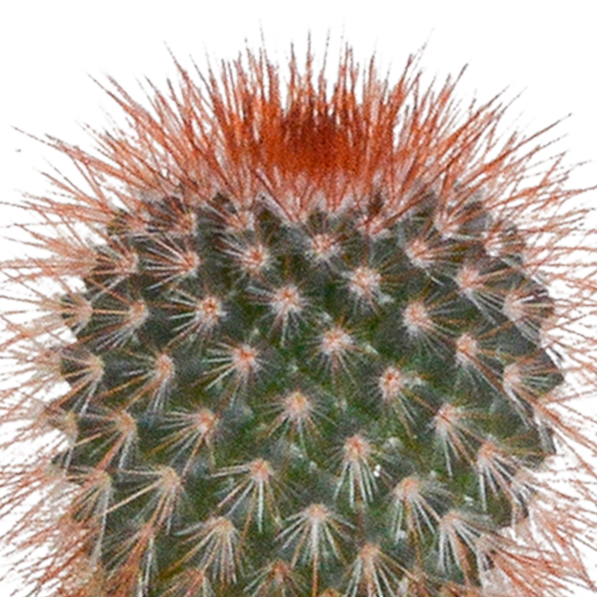 Cactus en vetplanten mix 5.5 cm | 15 stuks - in witte pot