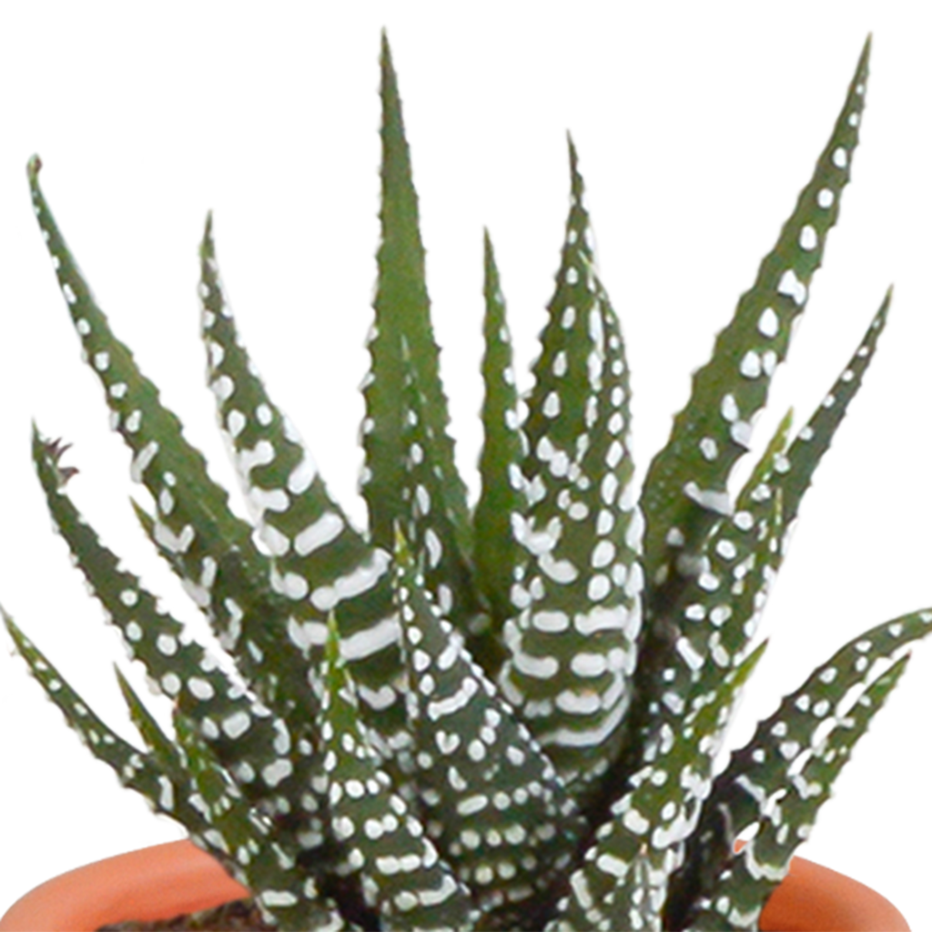 Cactus en vetplanten mix 5.5 cm | 15 stuks - zonder pot