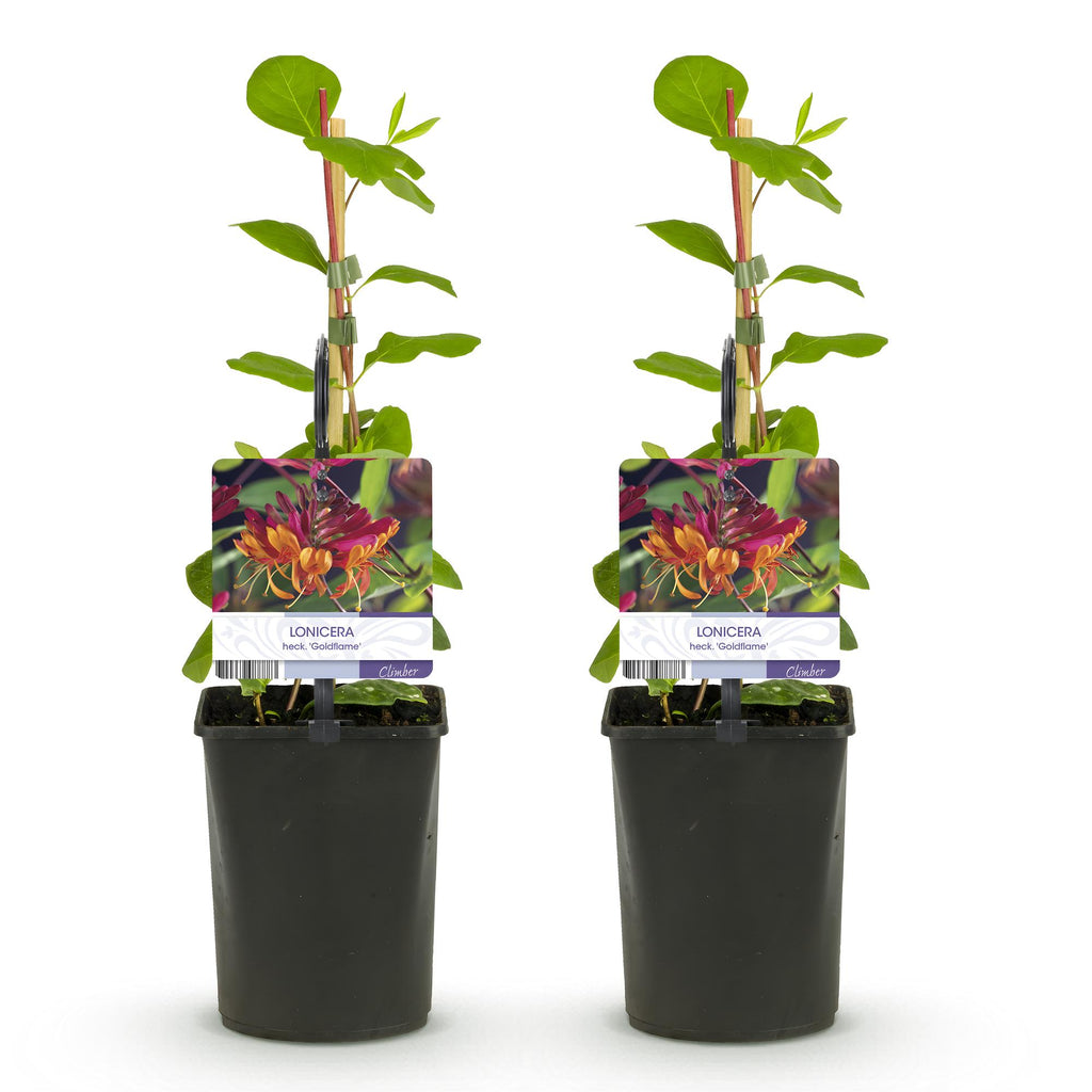 Kamperfoelie - Lonicera heckrottii Goldflame -Bbloem Roze met Geel  - Weinig onderhoud - 2 planten - Pot 11cm Hoogte 40cm
