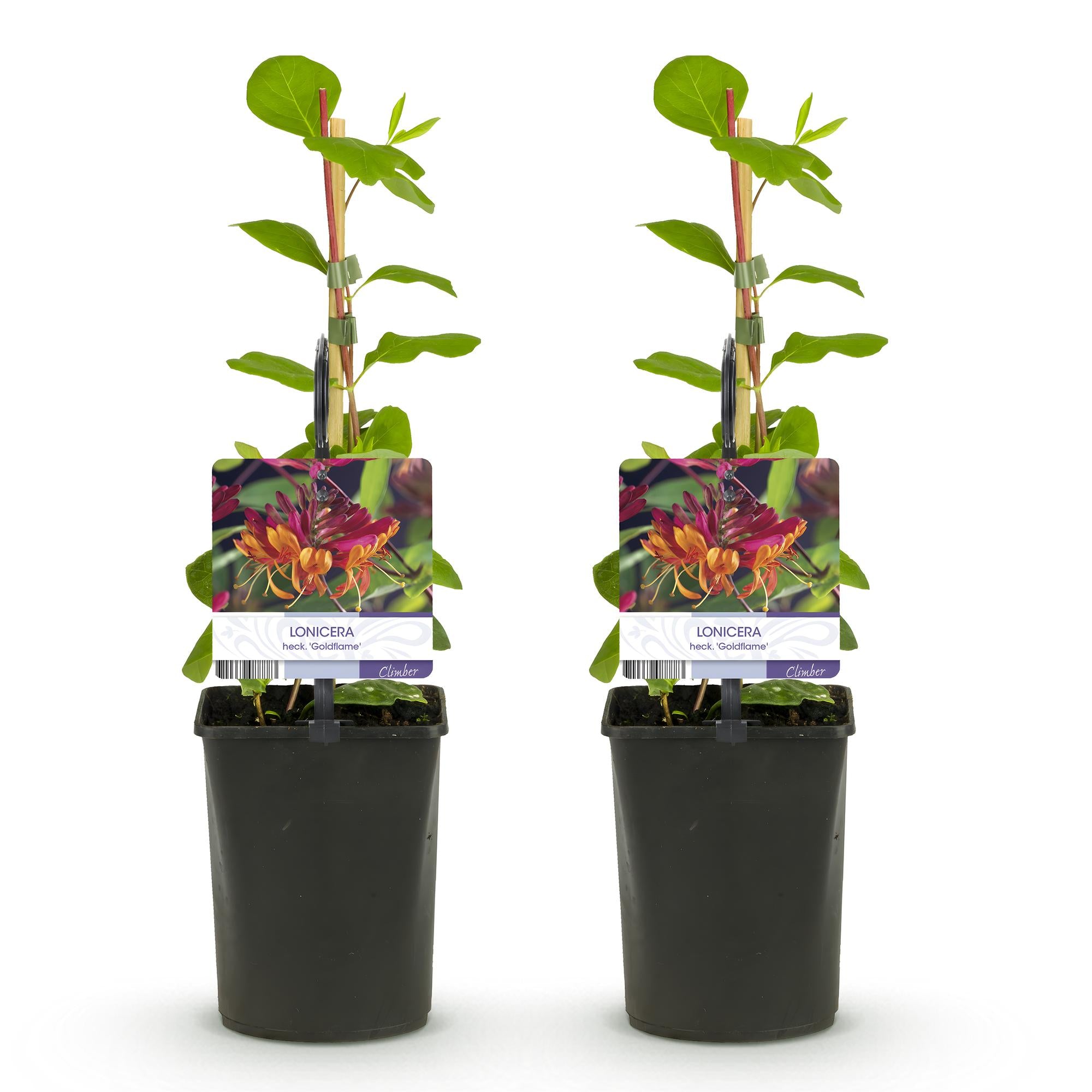 Kamperfoelie - Lonicera heckrottii Goldflame -Bbloem Roze met Geel  - Weinig onderhoud - 2 planten - Pot 11cm Hoogte 40cm