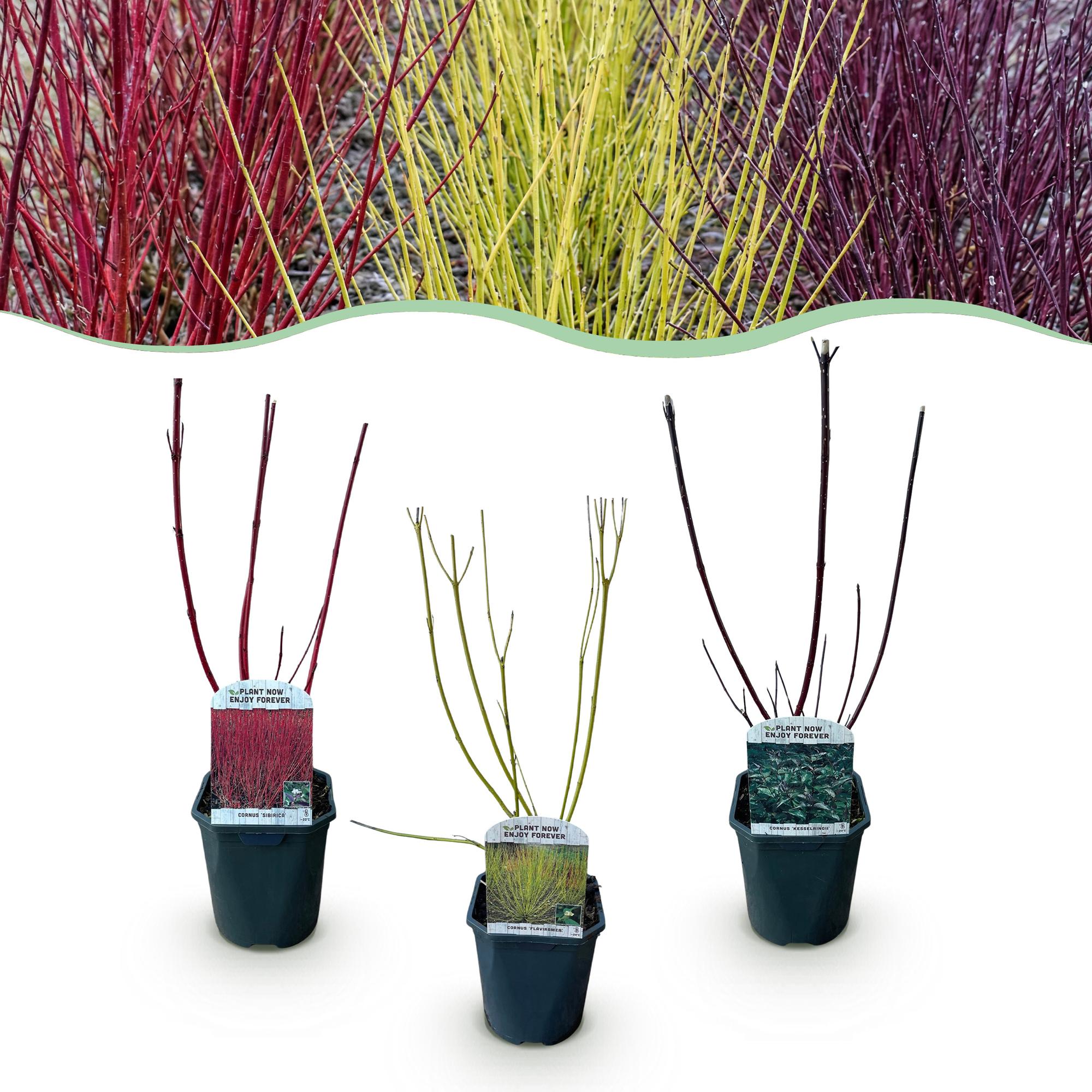 Heesters - Cornus alba Tricolour - Mix van Rode, Groene En Paarse Takken - 3 Planten - Bladverliezend - Weinig Onderhoud - Pot 17cm Hoogte 45cm