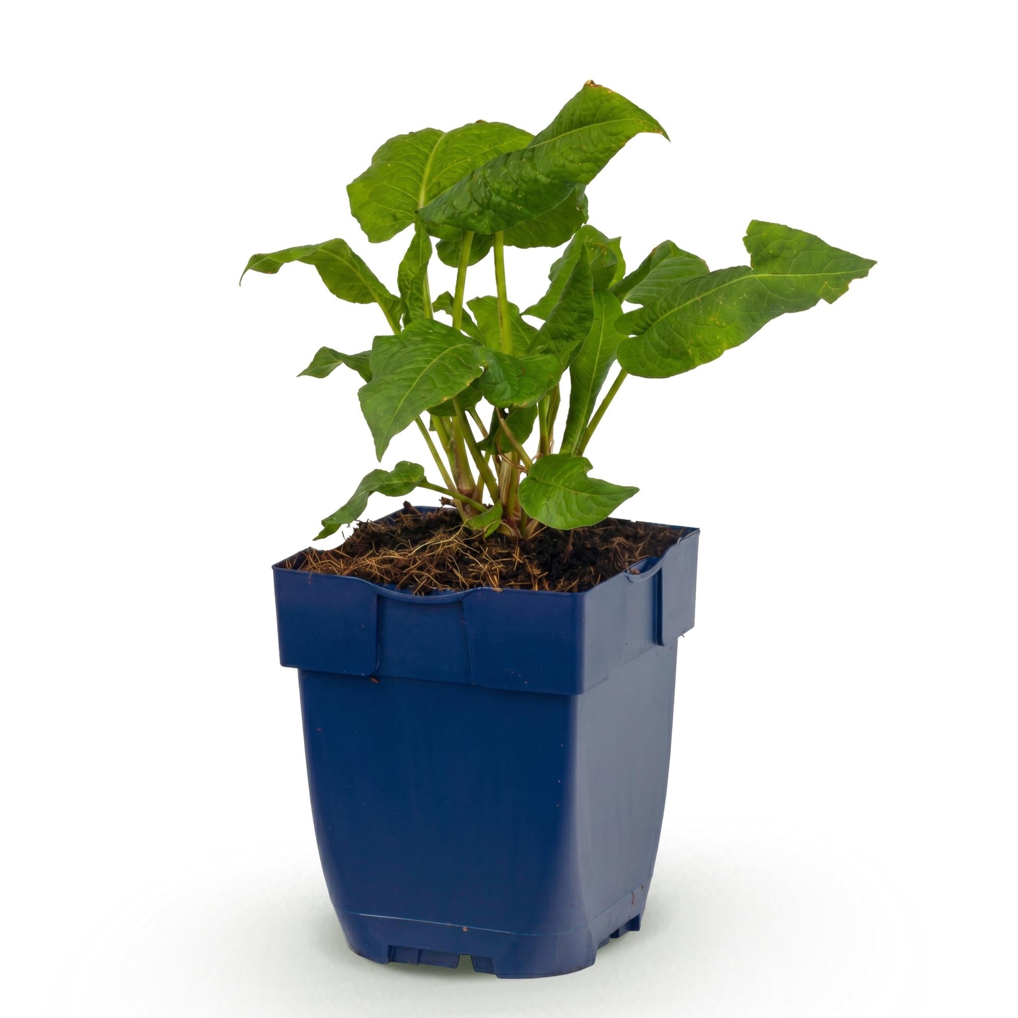 Vasteplant - Persicaria ampl. Alba - Duizendknoop - Schaduw - Wit - 1 Plant - Pot 11cm - Hoogte 15-25cm