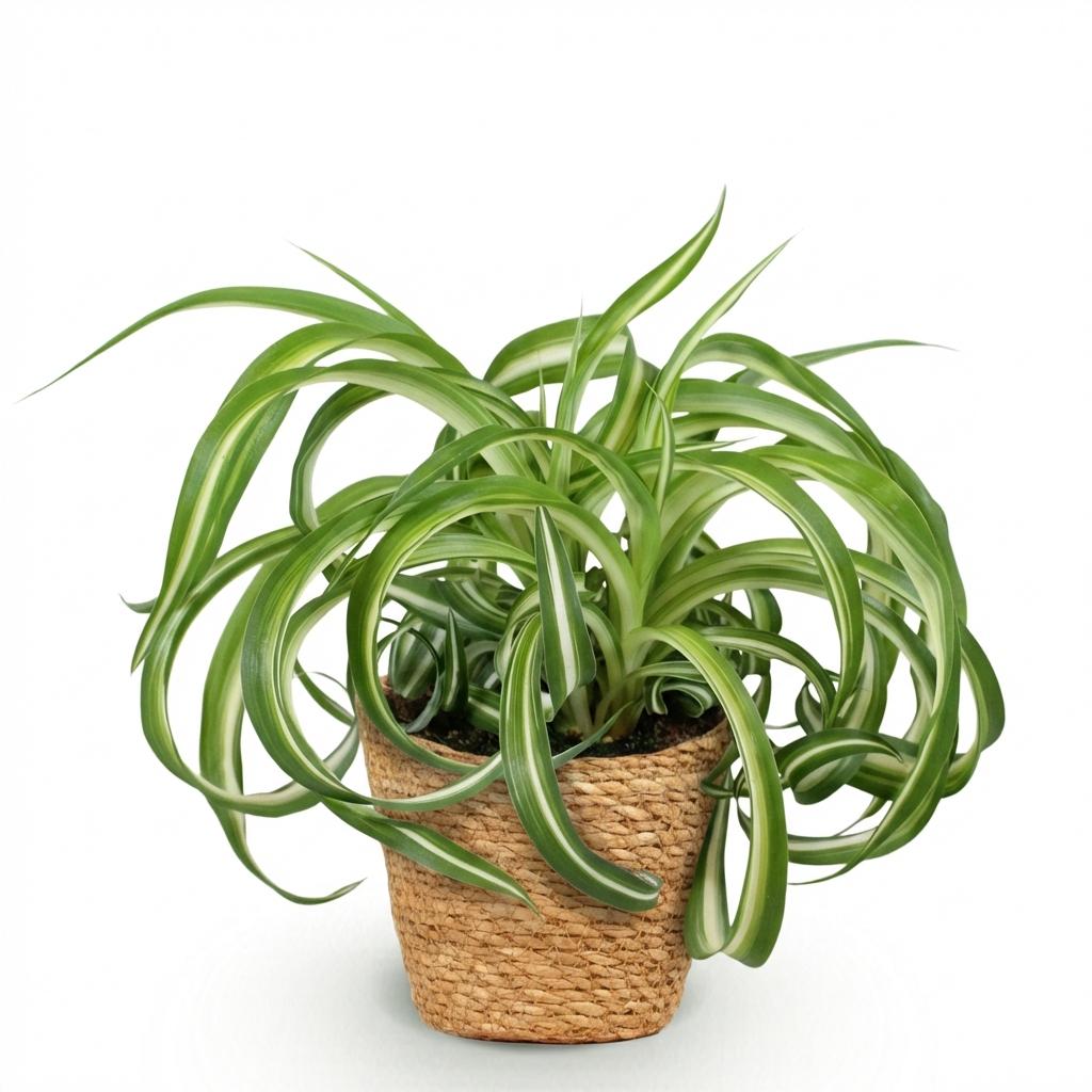 Kamerplant - Chlorophytum comosum Bonnie - Krullende Graslelie - Huisdiervriendelijke Plant - Groen - 1 Plant - met Mand - Pot 12cm - Hoogte 20cm