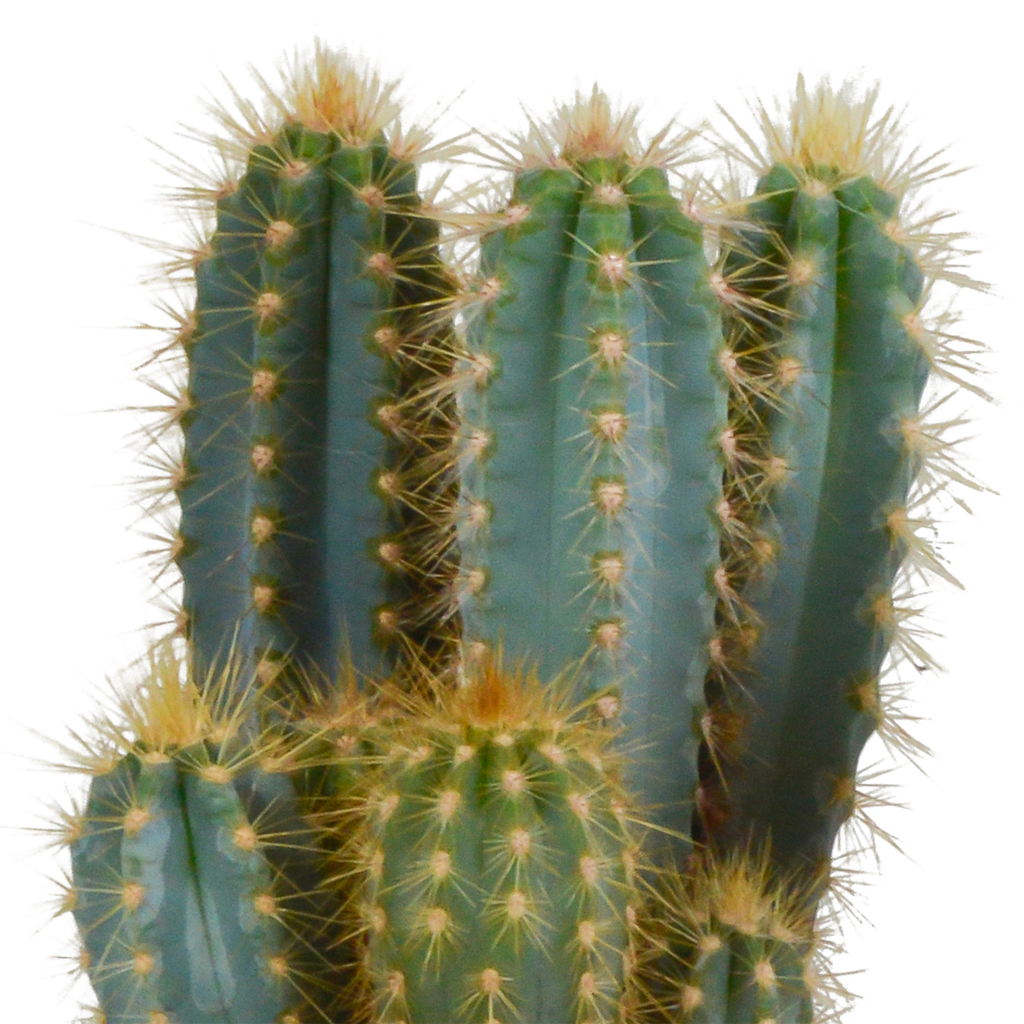 Pilosocereus azureus - - - 12cm