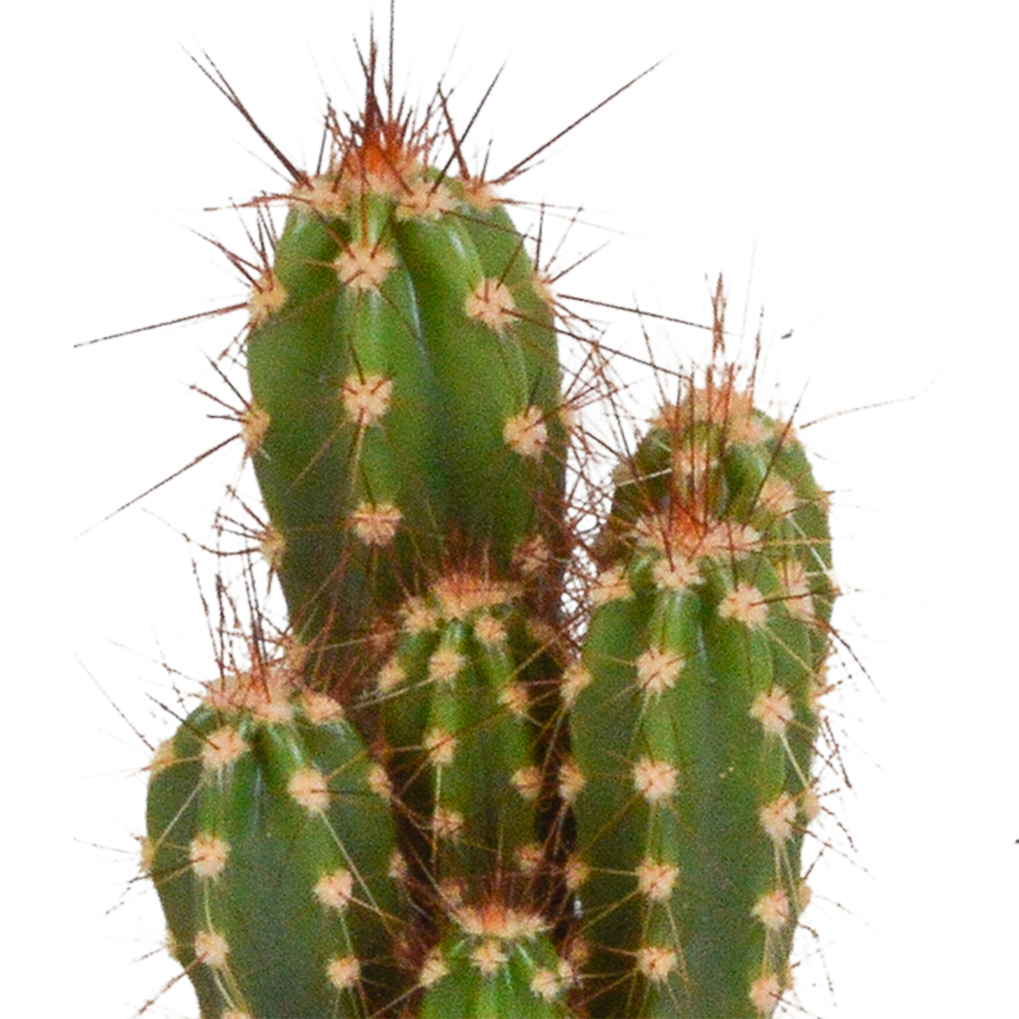 Cactus mix 5.5 cm - 5x - zonder pot