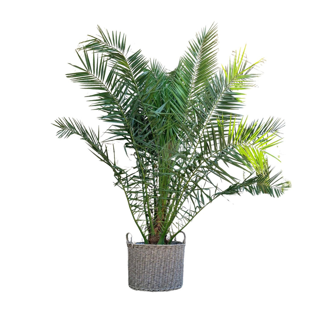 Phoenix Canariensis - 230cm - ø50
