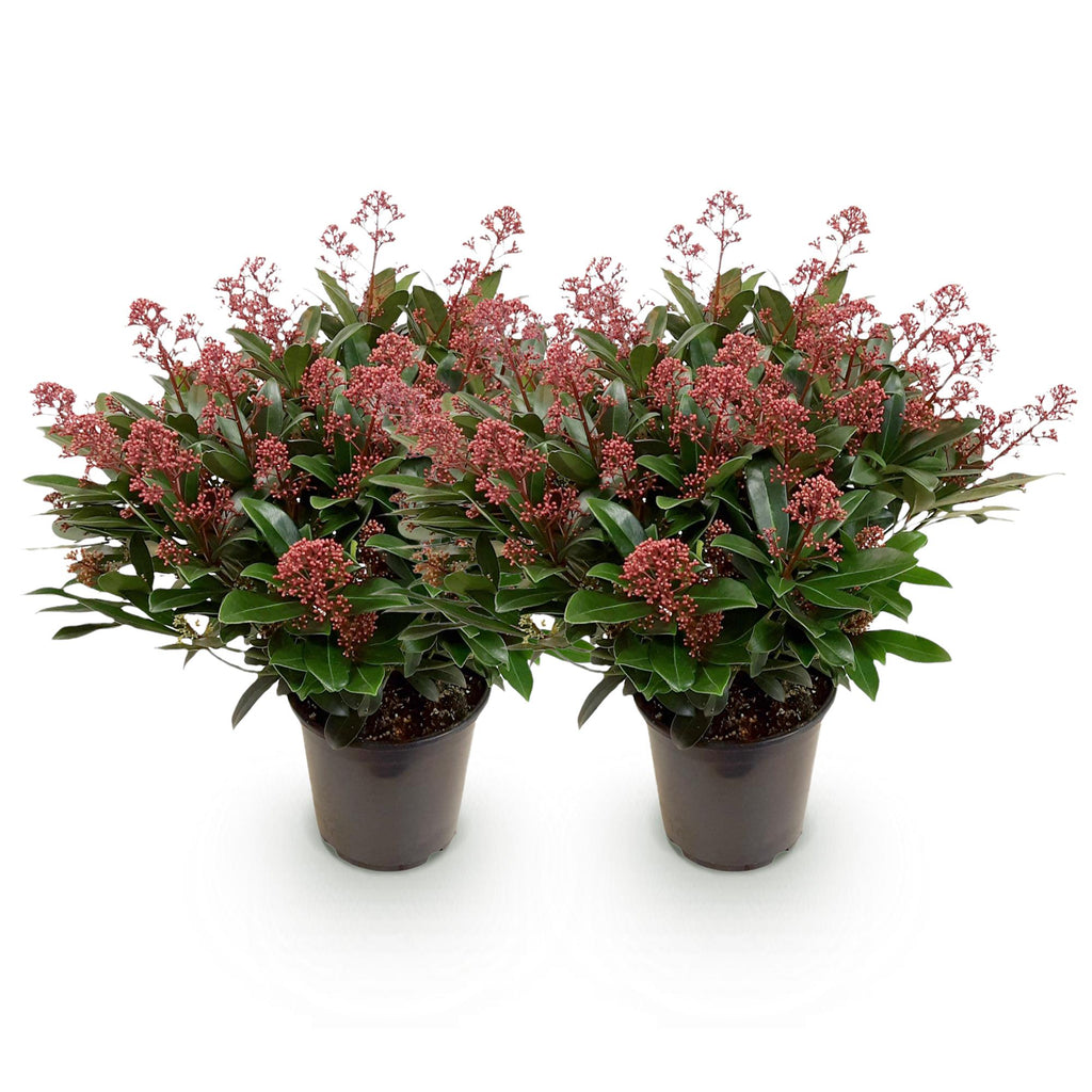 Terrasplant - Skimmia japonica Rubella - Bloem Rood - 40+ Bloemen - 2 Plant - Winterhard - Pot 19cm Hoogte 60cm
