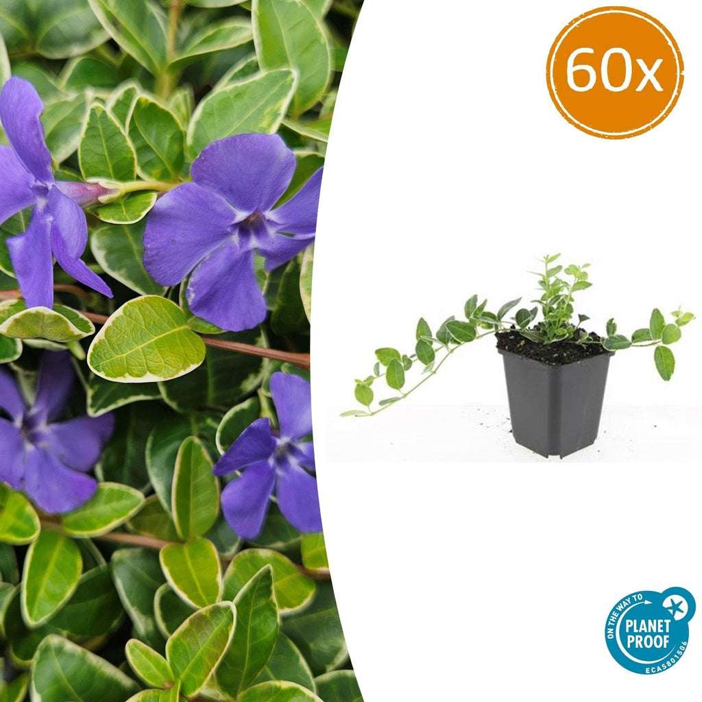 60x Vinca minor 'Argenteovariegata' - ↕10-25cm - Ø9cm