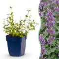 Vasteplant - Nepeta rac. Grog - Kattenkruid - Bijen- en vlinderlokkers - Blauw - 12 Planten - Pot 11cm - Hoogte 15-25cm